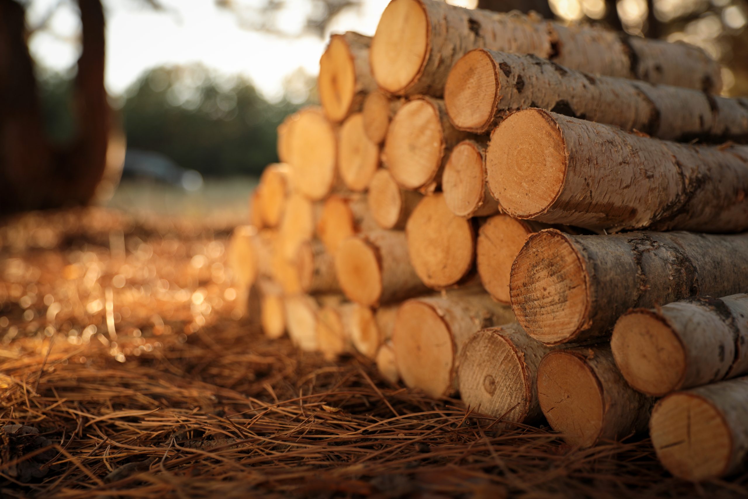 stack of cut firewood in forest on sunny day, closeup
