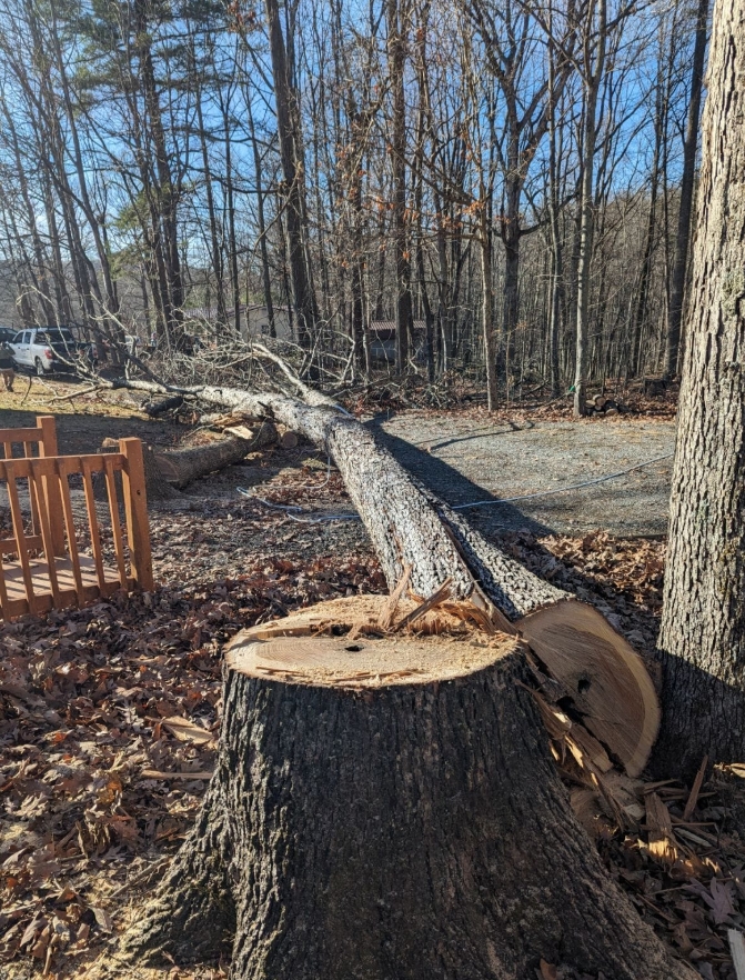 felling 6