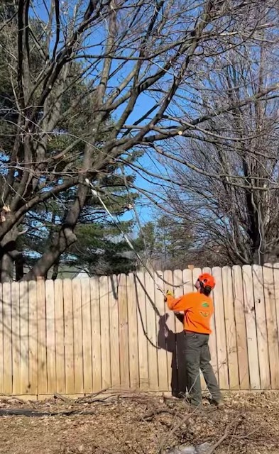 trimming pruning 1