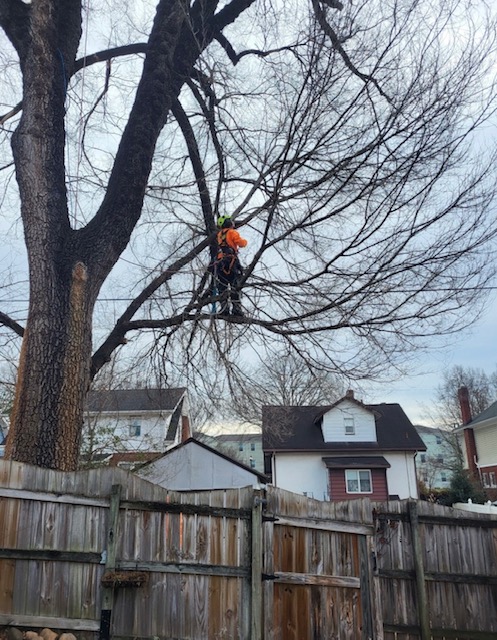 trimming pruning 3