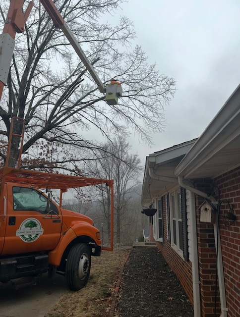 trimming pruning 4