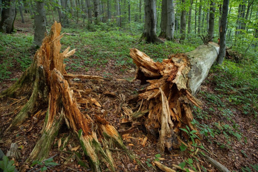 A rotten tree offers no stability for a professional tree climber to work with. --complex tree removals in Roanoke
