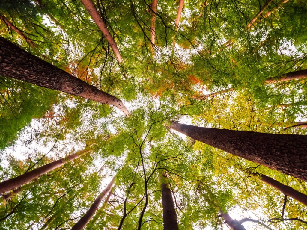 The Dangers and Process of Complex Tree Removal Tree removal is all about safety, make sure you hire a licensed professional! -complex tree removals in Roanoke