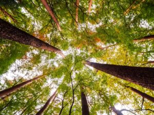 Tree removal is all about safety, make sure you hire a licensed professional! -complex tree removals in Roanoke
