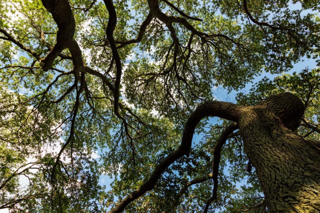 Big trees mean more danger; hire a certified tree removal service in Roanoke, VA, and stay safe!

