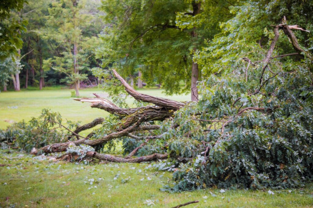 Certified Treecare Safety Professional: Making Tree Felling Safer For Everyone Hiring a certified tree removal service in Roanoke, VA, will save you money and be much safer than attempting it yourself!