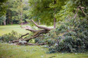 Hiring a certified tree removal service in Roanoke, VA, will save you money and be much safer than attempting it yourself!